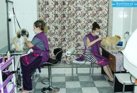 РЕПОРТАЖ из бакинского `салона красоты` для собак - ФОТО